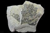 Graptolite (Desmograptus) Plate - Rochester Shale, NY #68895-1